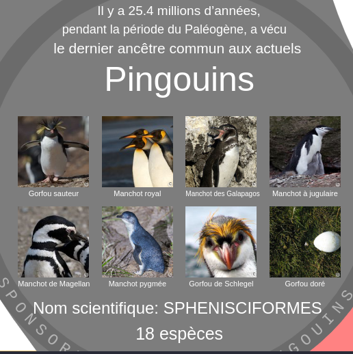 Pingouin et manchot : quelles différences ?